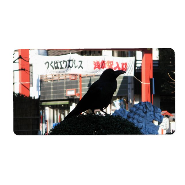 Corneille japonaise (Devant)