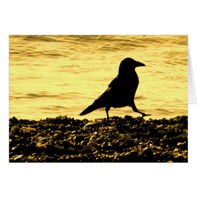 Corneille sur la plage (Devant horizontal)