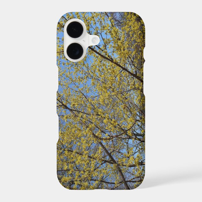 Cornelian Cherry (Verso)