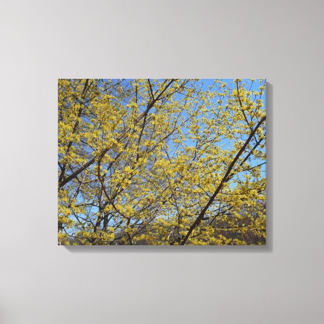 Cornelian Cherry Dogwood and Blue Sky Floral Canvas Print (Front)