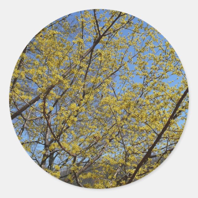 Cornelian Cherry Dogwood and Blue Sky Floral Classic Round Sticker (Front)