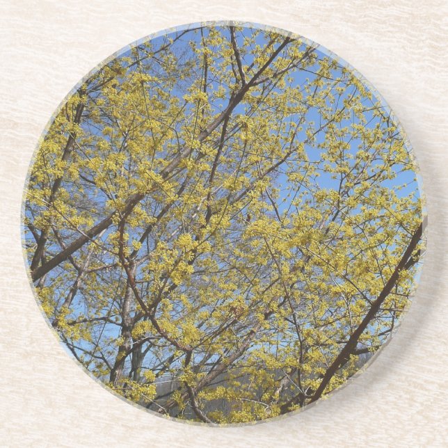 Cornelian Cherry Dogwood and Blue Sky Floral Coaster (Front)