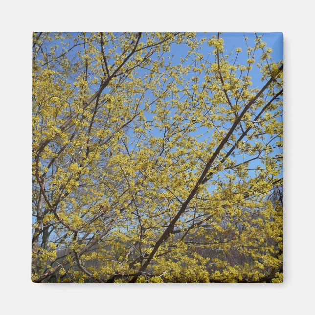Cornelian Cherry Dogwood and Blue Sky Floral Magnet (Front)
