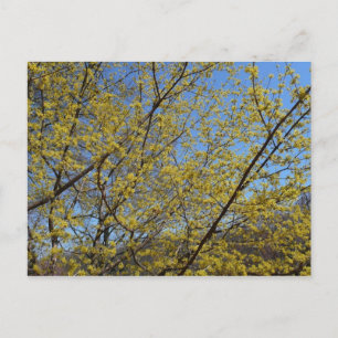 Cornelian Cherry Dogwood and Blue Sky Floral Postcard