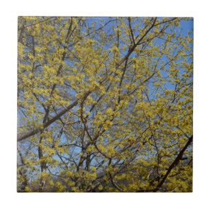 Cornelian Cherry Dogwood and Blue Sky Floral Tile