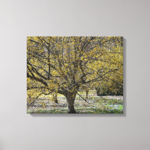 Cornelian Cherry Dogwood and Glory of the Snow Canvas Print