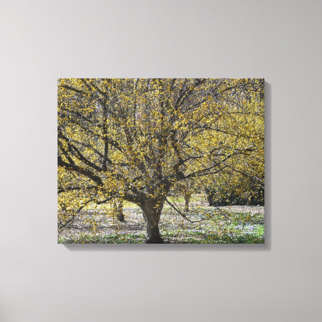 Cornelian Cherry Dogwood and Glory of the Snow Canvas Print (Front)
