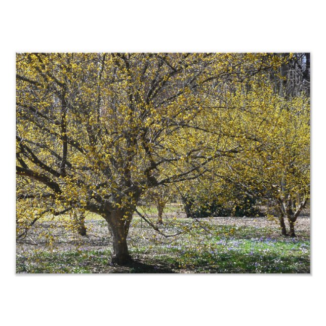 Cornelian Cherry Dogwood and Glory of the Snow Photo Print (Front)