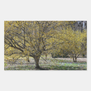 Cornelian Cherry Dogwood and Glory of the Snow Sticker