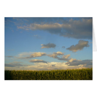 Cornfield