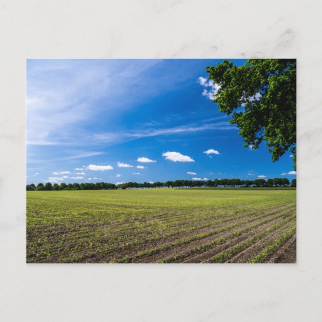 Cornfield in the sun postcard (Front)