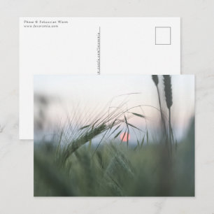Cornfield Nature Photo Postcard