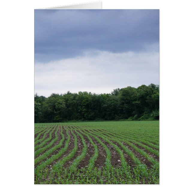 "Cornfields under the Clouds" (Front)