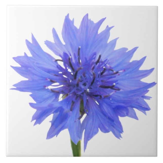 cornflower blue tile (Front)