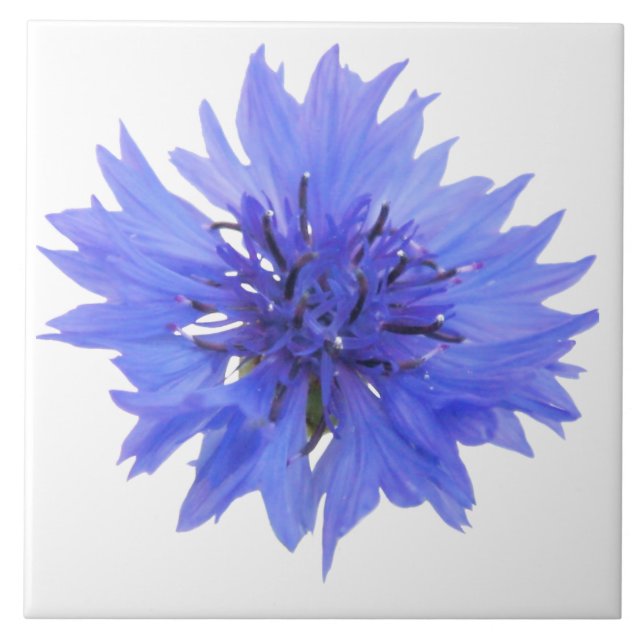 cornflower blue tile (Front)