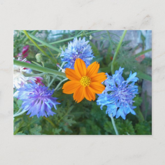 Cornflower & chamomilla postcard (Front)