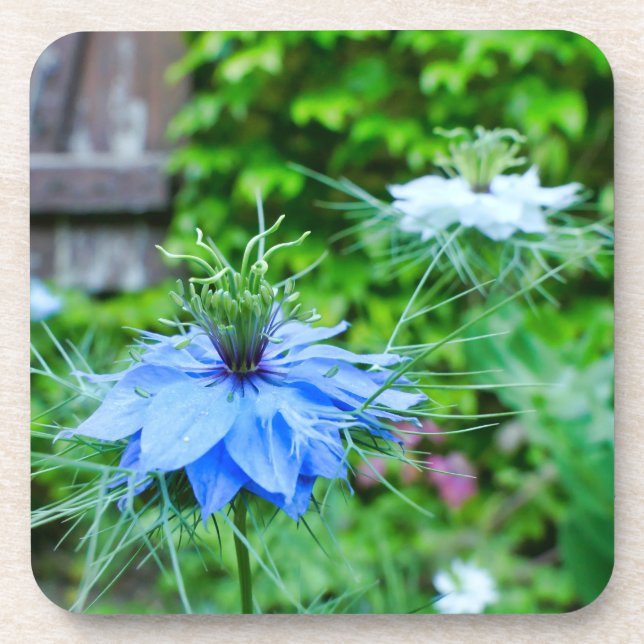 Cornflower Coaster (Front)