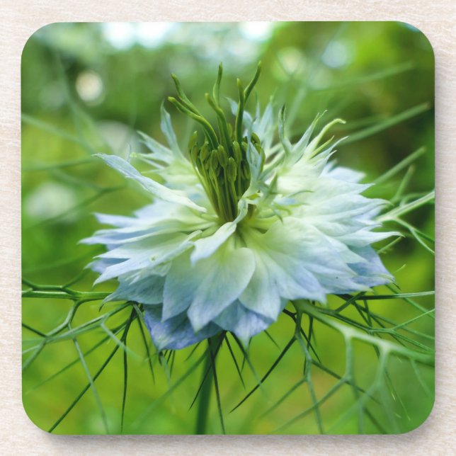 Cornflower Coaster (Front)