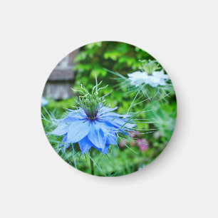 Cornflower Magnet