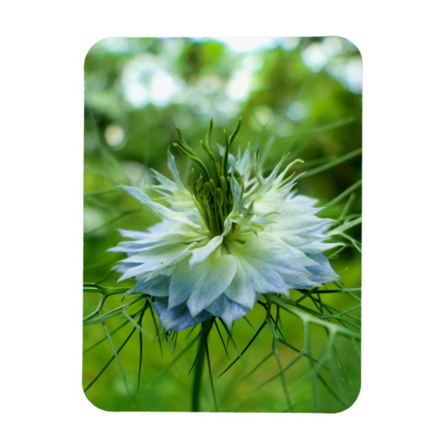 Cornflower Magnet (Vertical)
