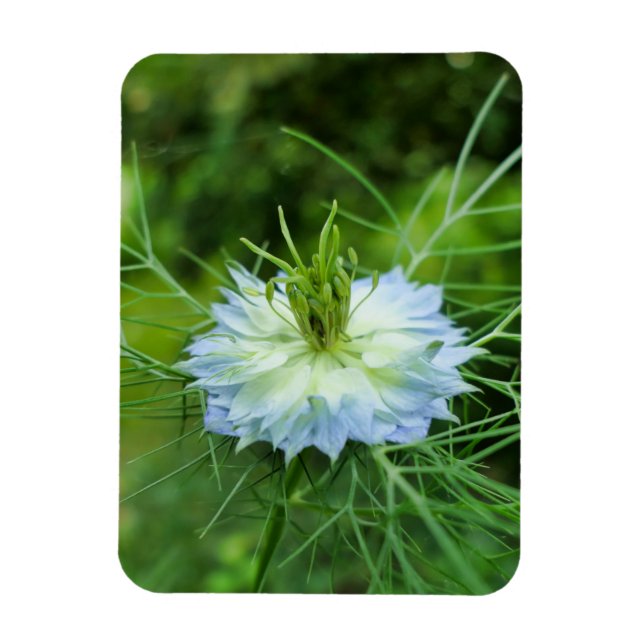 Cornflower Magnet (Vertical)