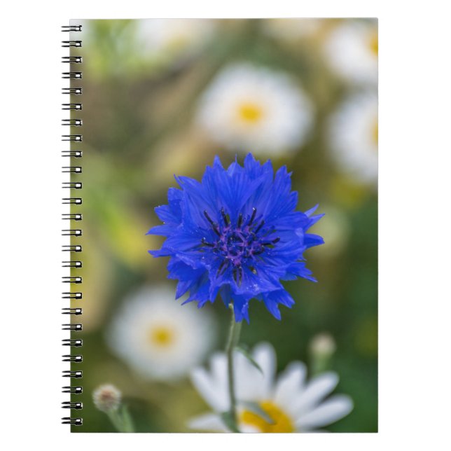Cornflower notebook (Front)