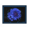 Cornflower