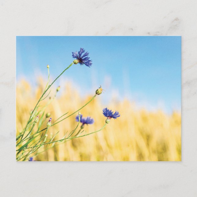 Cornflower Postcard (Front)