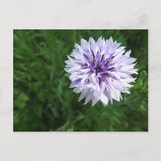 Cornflower Postcard (Front)