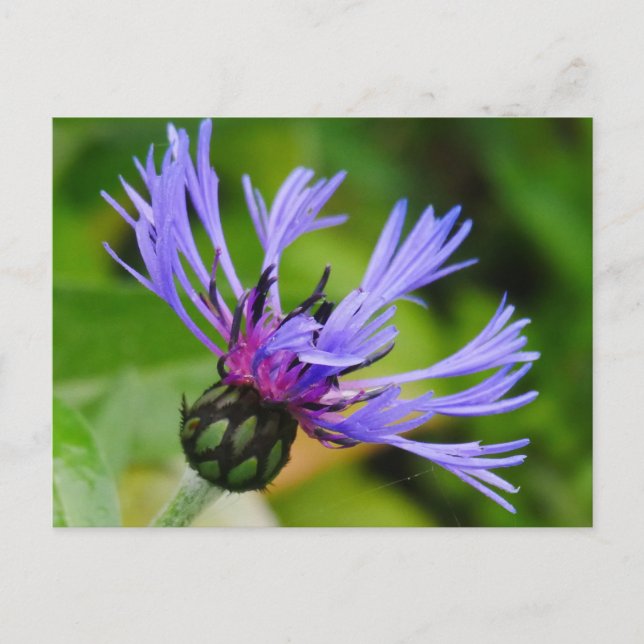 Cornflower Postcard (Front)