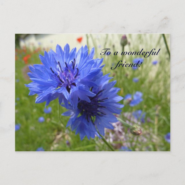 Cornflower power! postcard (Front)