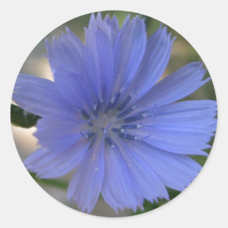 Cornflower Sticker