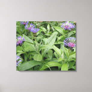 Cornflowers Canvas Print