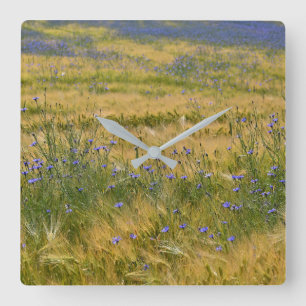 Cornflowers Field       Square Wall Clock