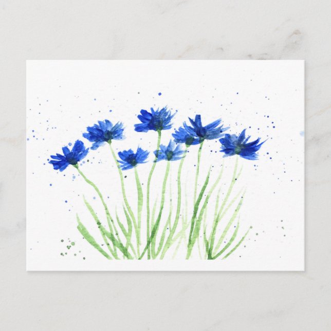Cornflowers flowers postcard (Front)