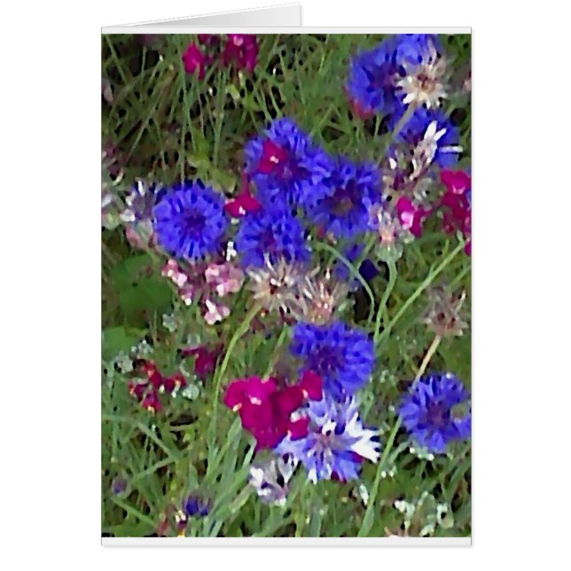 Cornflowers in the Wild (Front)