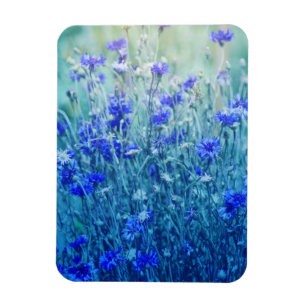 Cornflowers Magnet