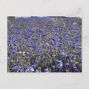 cornflowers postcard