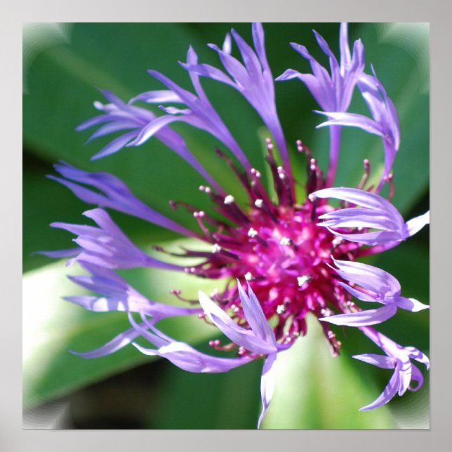 Cornflowers Poster Print (Front)