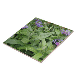 Cornflowers Tile