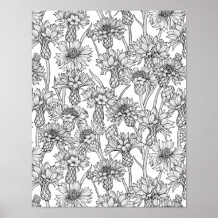 Cornflowers, wild flowers in black and white poster