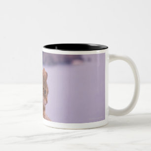 Corniglia, Cinque Terre, Italy Two-Tone Coffee Mug
