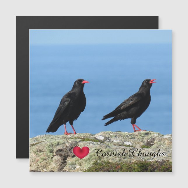 Cornish Choughs (Palores) Pyrrhocorax pyrrhocorax (Front/Back)