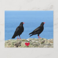 Cornish Choughs (Palores) Pyrrhocorax pyrrhocorax
