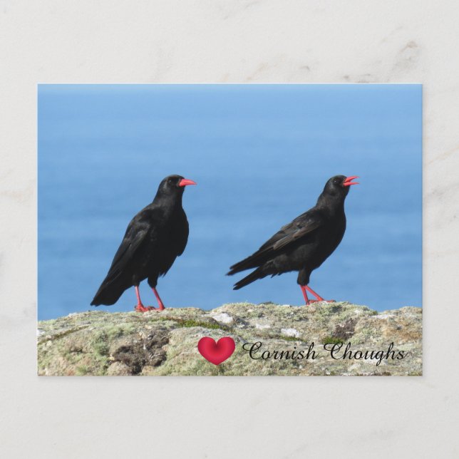 Cornish Choughs (Palores) Pyrrhocorax pyrrhocorax Holiday Postcard (Front)