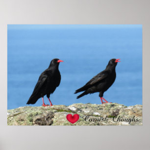 Cornish Choughs (Palores) Pyrrhocorax pyrrhocorax Poster