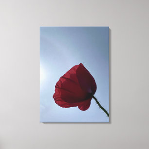 Cornish red poppy with grey sky canvas print