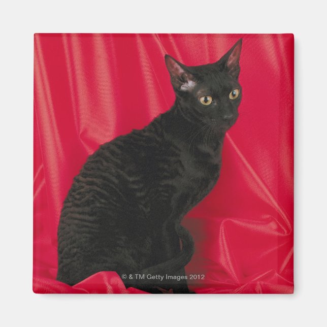 Cornish rex cat magnet (Front)
