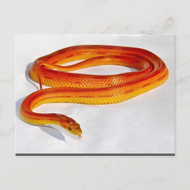 CornSnakeCorner Striped Cornsnake ... - Customized Postcard (Front)