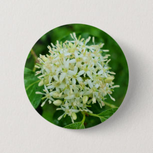 Cornus sanguinea Badge 2 Inch Round Button